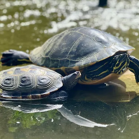Pensión Open Sky Dénia